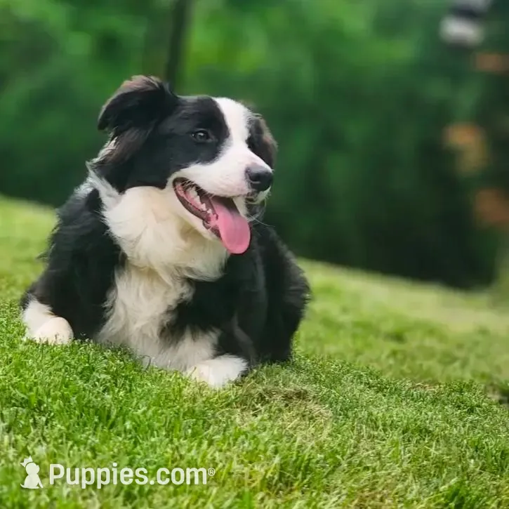 IMPORTED, a female Border Collie for sale in Concord, NC – Photo 3 of 9