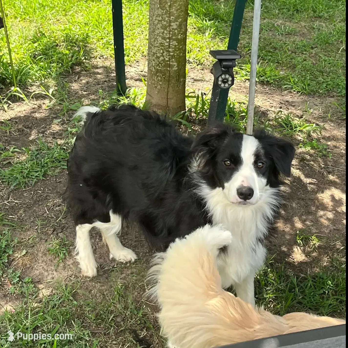 IMPORTED, a female Border Collie for sale in Concord, NC – Photo 8 of 9