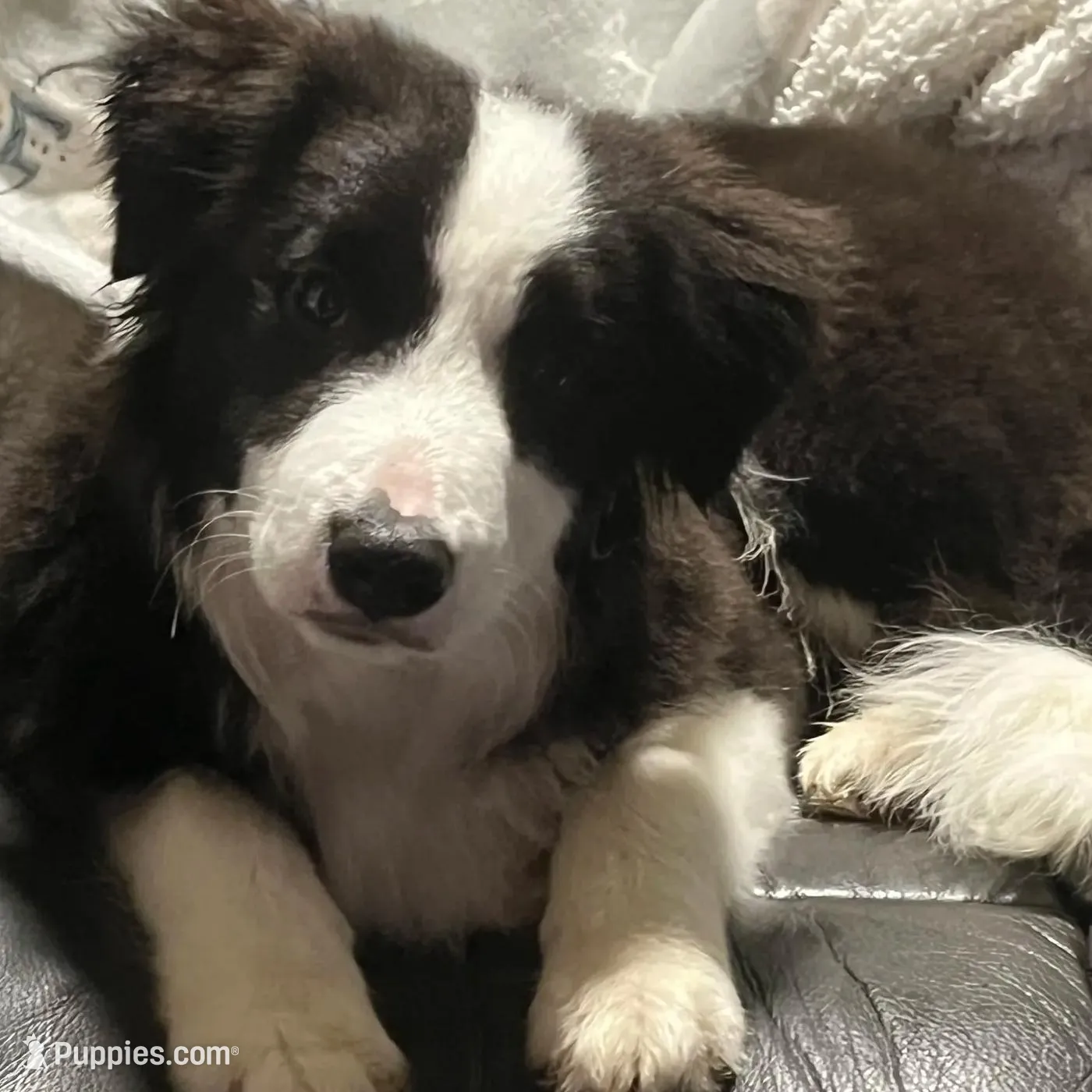 IMPORTED, a female Border Collie for sale in Concord, NC – Photo 4 of 9