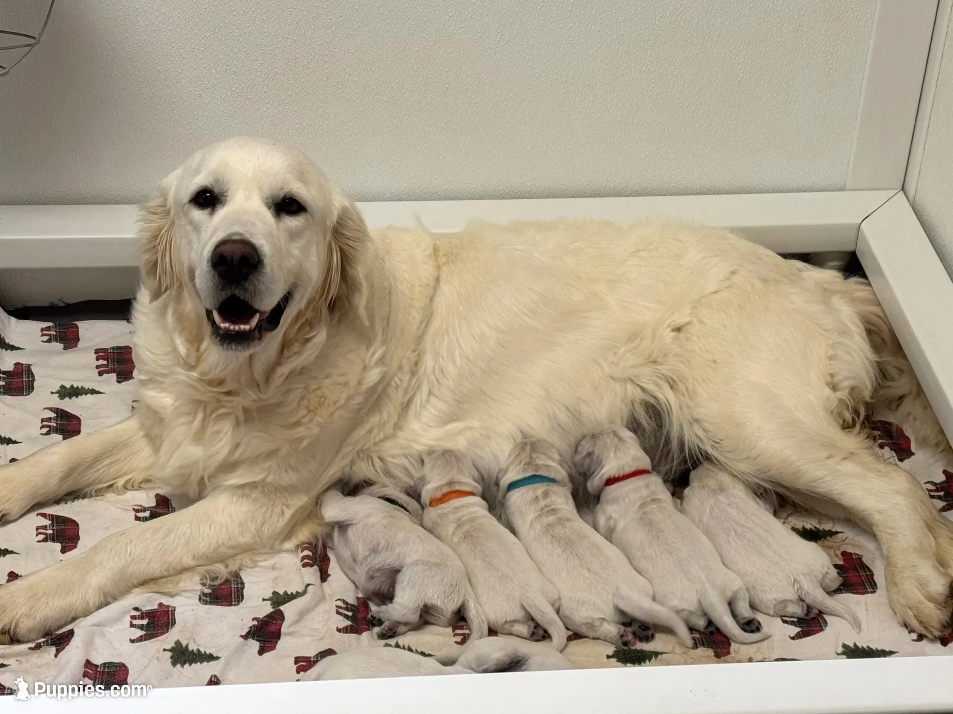 Due to come in heat at any time Daughter of 2 imported ch parents, a female English Cream Golden Retriever for sale in Concord, NC – 6 of 9
