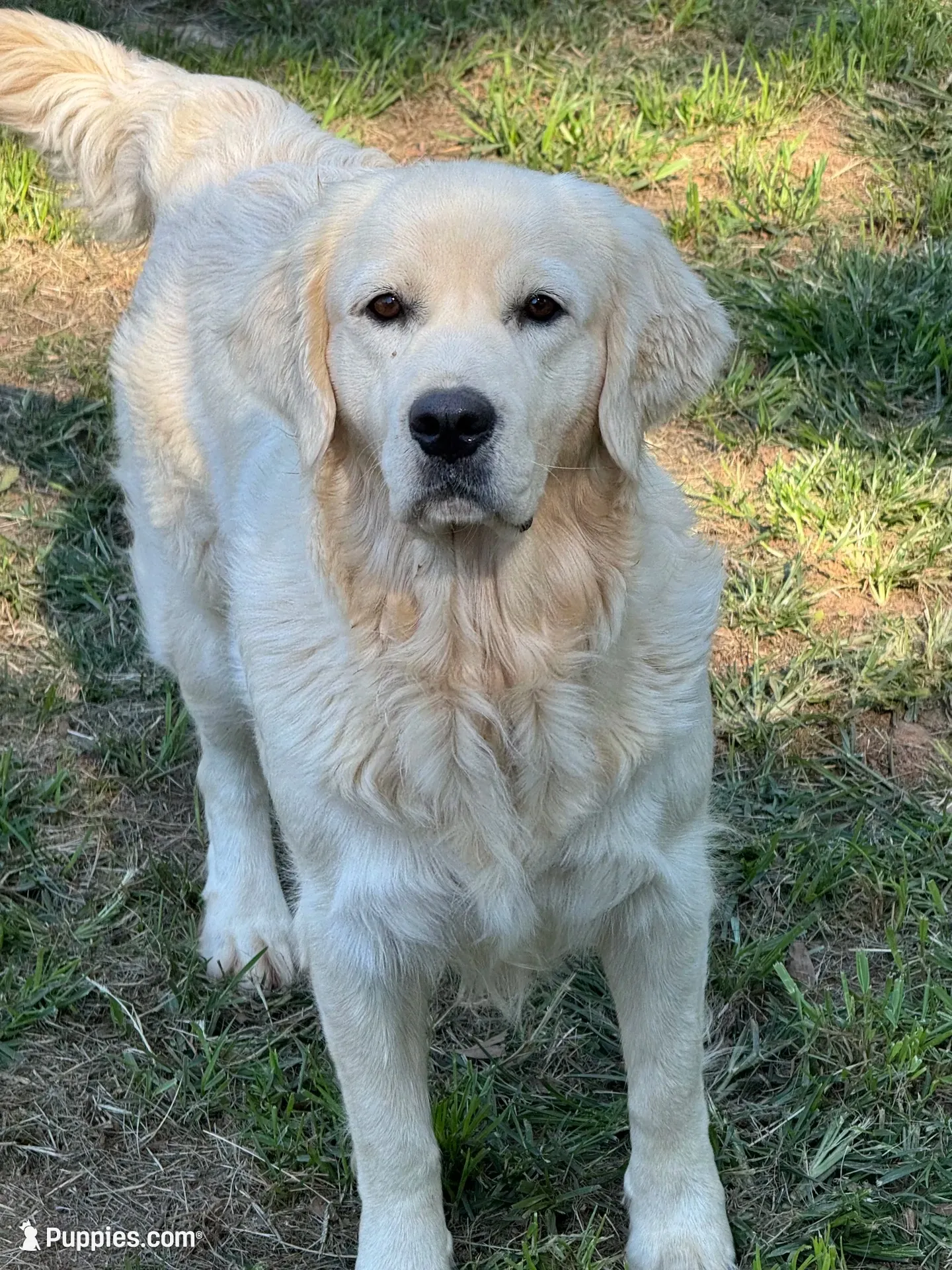 Awesome Pedigree Intact Price listed is as a family pet, a female English Cream Golden Retriever for sale in Concord, NC – 8 of 9