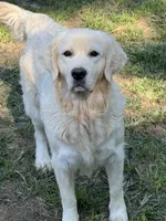 Gigi, a female English Cream Golden Retriever for sale in Concord, NC – 9 of 10