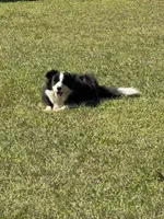 Slovakia Import, a female Border Collie for sale in Concord, NC – 4 of 10