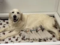 Available Family Pet Imp Ch Lines, a female English Cream Golden Retriever for sale in Concord, NC – Photo 9 of 10