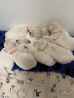 Available Family Pet Imp Ch Lines, a female English Cream Golden Retriever for sale in Concord, NC – Photo 8 of 10