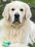 Full AKC Avail Imp Sire, a female English Cream Golden Retriever for sale in Concord, NC – Photo 7 of 10