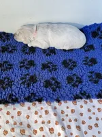 Available Family Pet Imp Ch Lines, a female English Cream Golden Retriever for sale in Concord, NC – Photo 7 of 10