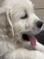 Available Family Pet Imp Ch Lines, a female English Cream Golden Retriever for sale in Concord, NC – Photo 4 of 10