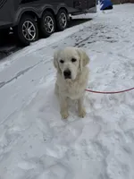 Available Family Pet Imp Ch Lines, a female English Cream Golden Retriever for sale in Concord, NC – Photo 2 of 10