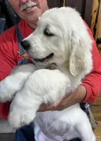 Available Family Pet Imp Ch Lines, a female English Cream Golden Retriever for sale in Concord, NC – Photo 5 of 10