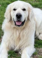 Full AKC Avail Imp Sire, a female English Cream Golden Retriever for sale in Concord, NC – Photo 8 of 10