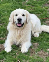 Available Family Pet Imp Ch Lines, a female English Cream Golden Retriever for sale in Concord, NC – Photo 1 of 10
