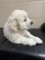 Available Family Pet Imp Ch Lines, a female English Cream Golden Retriever for sale in Concord, NC – Photo 6 of 10