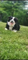 Slovakia Import, a female Border Collie for sale in Concord, NC – 2 of 10