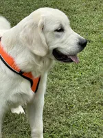 Gigi, a female English Cream Golden Retriever for sale in Concord, NC – 3 of 10