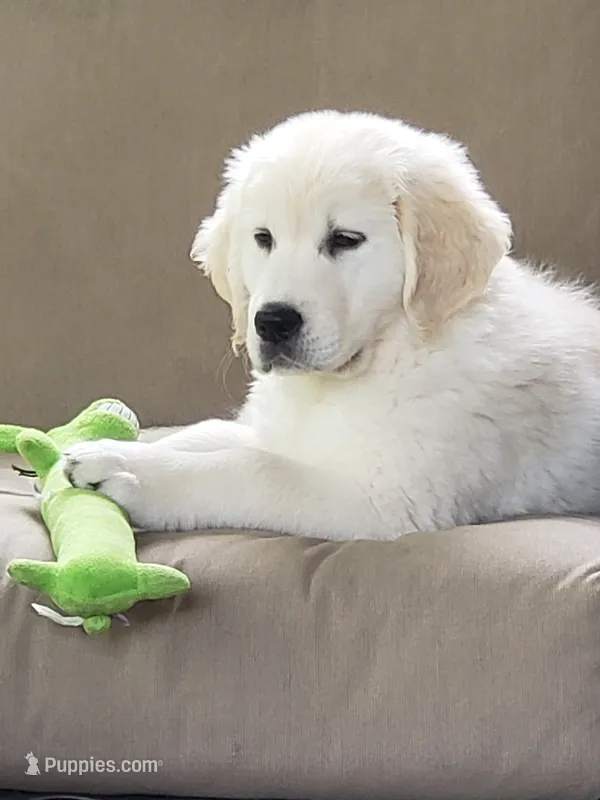 Due to come in heat at any time Daughter of 2 imported ch parents – English Cream Golden Retriever puppy for sale in Concord, NC