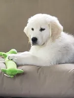Due to come in heat at any time Daughter of 2 imported ch parents, a female English Cream Golden Retriever for sale in Concord, NC – 2 of 10