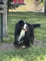 Long-haired show quality imported Bernese Mountain Dog, a female Bernese Mountain Dog for sale in Concord, NC – 5 of 10