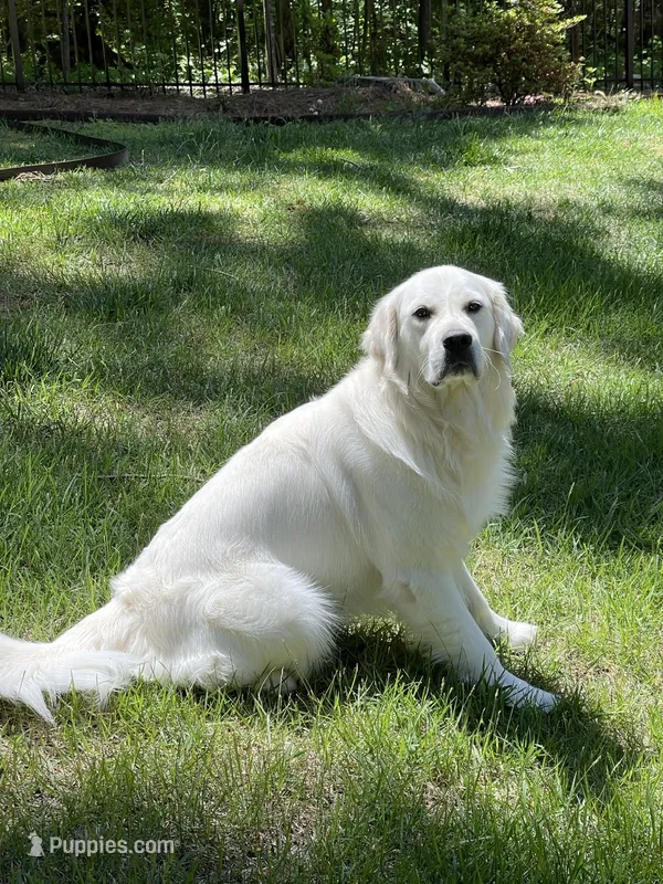 Daisy – English Cream Golden Retriever puppy for sale in Concord, NC