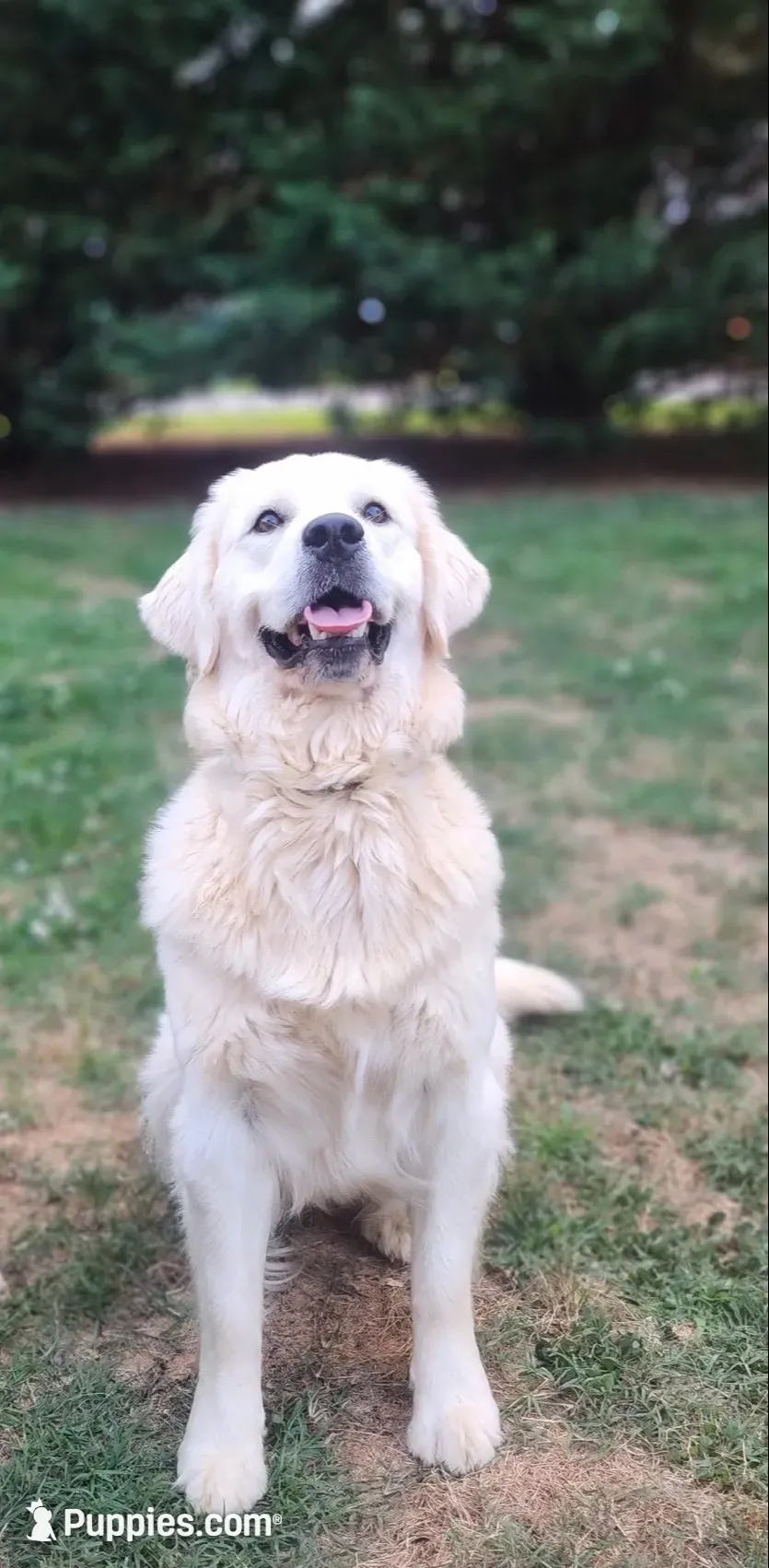 Due to come in heat at any time Daughter of 2 imported ch parents, a female English Cream Golden Retriever for sale in Concord, NC – 3 of 9