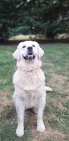 Daisy, a female English Cream Golden Retriever for sale in Concord, NC – 3 of 9