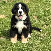 Imported Family Pet, a female Bernese Mountain Dog for sale in Concord, NC – 10 of 10