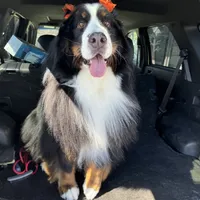 Imported Family Pet, a female Bernese Mountain Dog for sale in Concord, NC – 2 of 10
