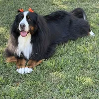 Imported Family Pet, a female Bernese Mountain Dog for sale in Concord, NC – 3 of 10