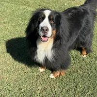 Imported Family Pet, a female Bernese Mountain Dog for sale in Concord, NC – 5 of 10