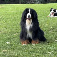 Imported Family Pet, a female Bernese Mountain Dog for sale in Concord, NC – 1 of 10