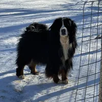 Imported Family Pet, a female Bernese Mountain Dog for sale in Concord, NC – 9 of 10