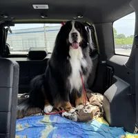 Imported Family Pet, a female Bernese Mountain Dog for sale in Concord, NC – 7 of 10