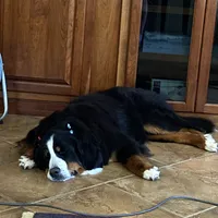 Imported Family Pet, a female Bernese Mountain Dog for sale in Concord, NC – 4 of 10