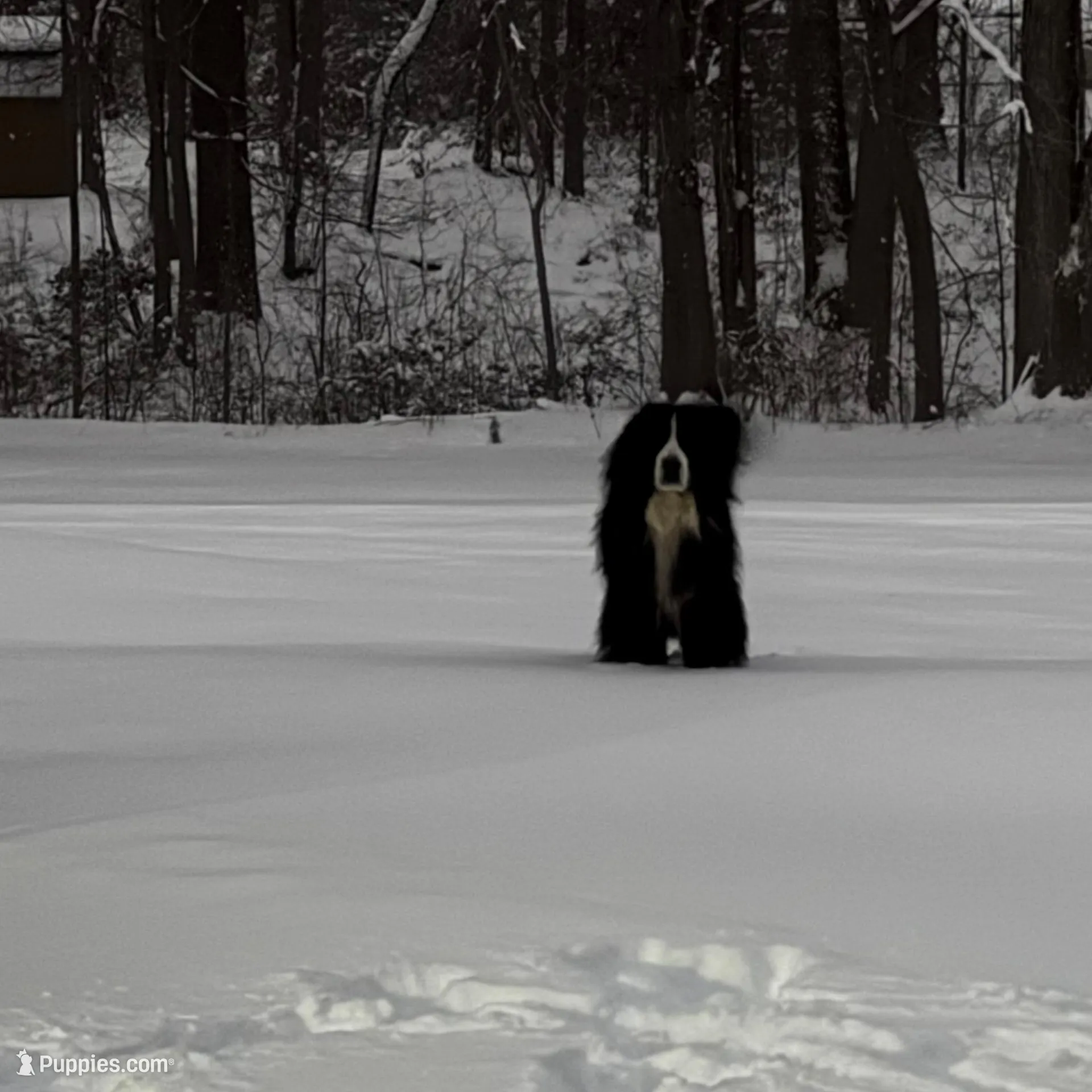 Imported Family Pet, a female Bernese Mountain Dog for sale in Concord, NC – 8 of 10