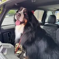 Imported Family Pet, a female Bernese Mountain Dog for sale in Concord, NC – 6 of 10