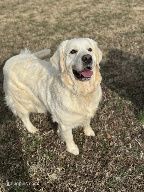 Gigi – English Cream Golden Retriever puppy for sale in Concord, NC