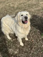 Gigi, a female English Cream Golden Retriever for sale in Concord, NC – 5 of 10