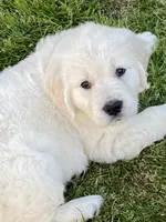 Due to come in heat at any time Daughter of 2 imported ch parents, a female English Cream Golden Retriever for sale in Concord, NC – 6 of 10