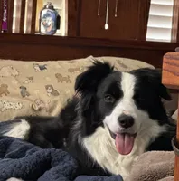 Slovakia Import, a female Border Collie for sale in Concord, NC – 3 of 10