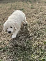 Gigi, a female English Cream Golden Retriever for sale in Concord, NC – 6 of 10
