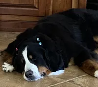 Indoor Housebroken Never had Puppies Spayed , a female Bernese Mountain Dog for sale in Concord, NC – 4 of 10