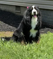 Indoor Housebroken Never had Puppies Spayed , a female Bernese Mountain Dog for sale in Concord, NC – 7 of 10