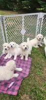 Gigi, a female English Cream Golden Retriever for sale in Concord, NC – 7 of 10