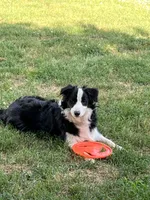Slovakia Import, a female Border Collie for sale in Concord, NC – 5 of 10
