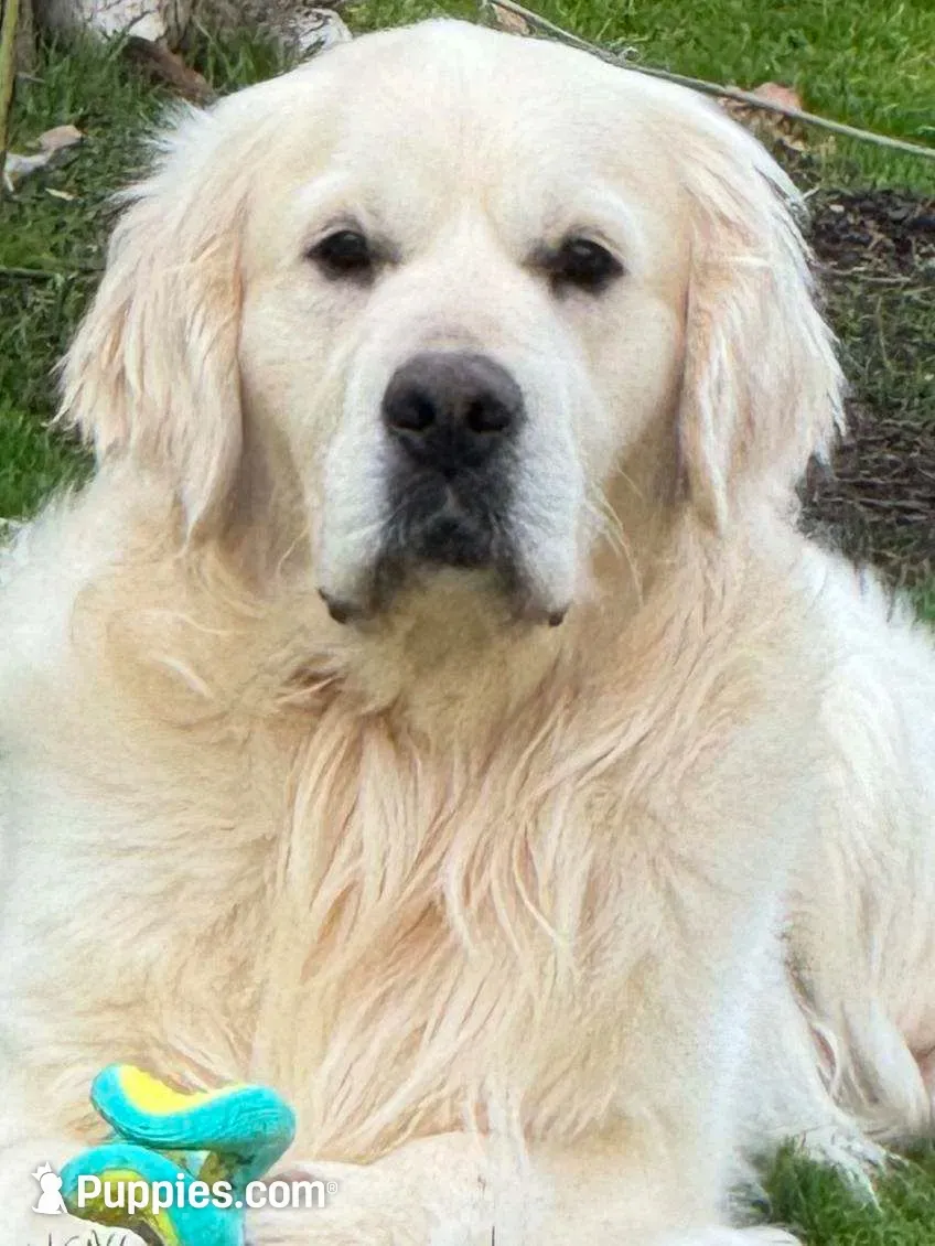 Awesome Pedigree Intact Price listed is as a family pet, a female English Cream Golden Retriever for sale in Concord, NC – 9 of 9