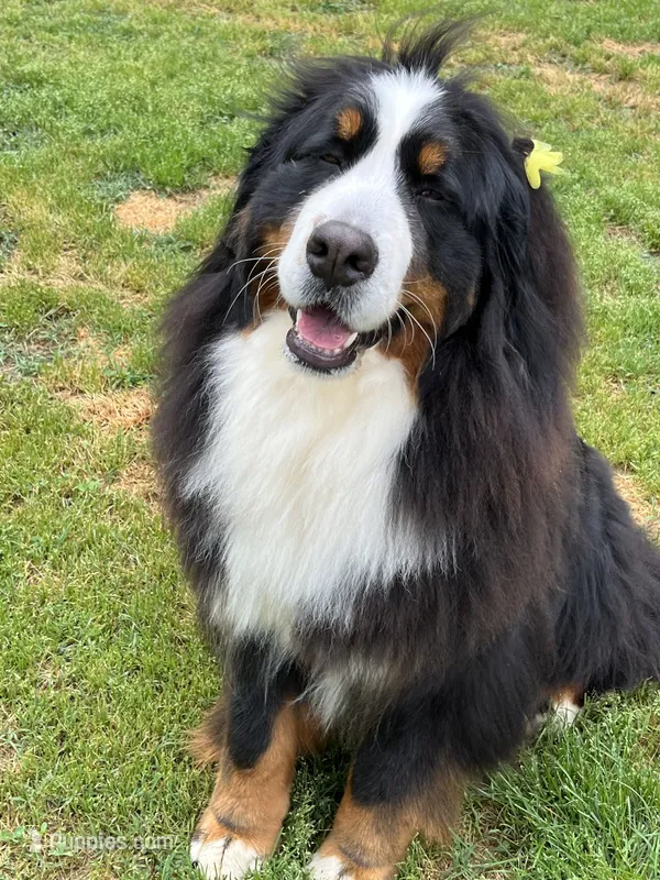 Indoor Housebroken Never had Puppies Spayed  – Bernese Mountain Dog puppy for sale in Concord, NC