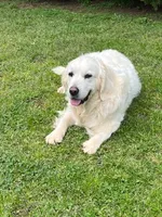 Daughter of Two Champion Parents w/Full Breeding Rights , a female English Cream Golden Retriever for sale in Concord, NC – 6 of 10