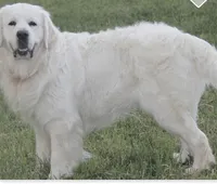 Daughter of Two Champion Parents w/Full Breeding Rights , a female English Cream Golden Retriever for sale in Concord, NC – 10 of 10