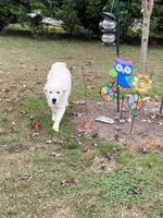Due to come in heat at any time Daughter of 2 imported ch parents, a female English Cream Golden Retriever for sale in Concord, NC – 4 of 10
