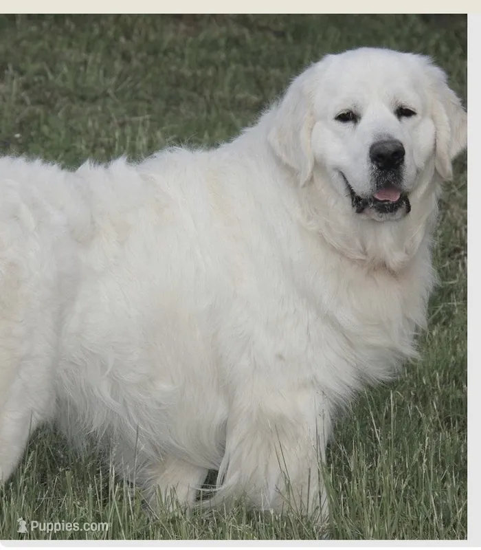 Daisy – English Cream Golden Retriever puppy for sale in Concord, NC